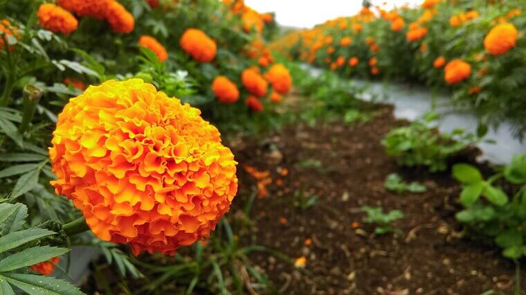 The Acadian "Petite Rose" Marigold: A French-Canadian Journey