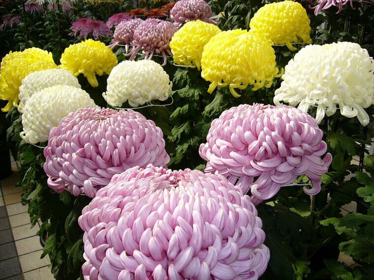 The Japanese "Kiku" Chrysanthemum: The Golden Flower of the West Coast