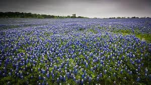 The Texas Bluebonnet: A Spirit of the Frontier