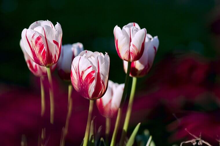 The Dutch "Tulip" of the Hudson Valley: A New Amsterdam Legacy