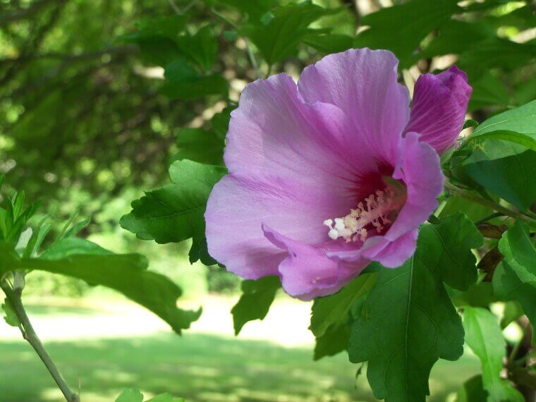 The Jewish "Rose of Sharon": A Symbol of the Diaspora