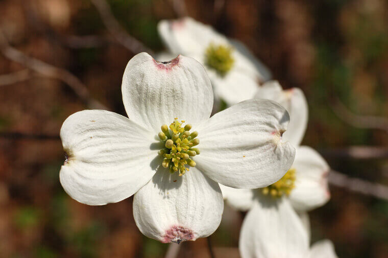 The Native American "Peace" Dogwood: An Eastern Woodland Sign