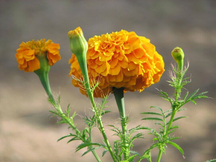 The Mexican Marigold of the Dead: A Southwest Spiritual Bond