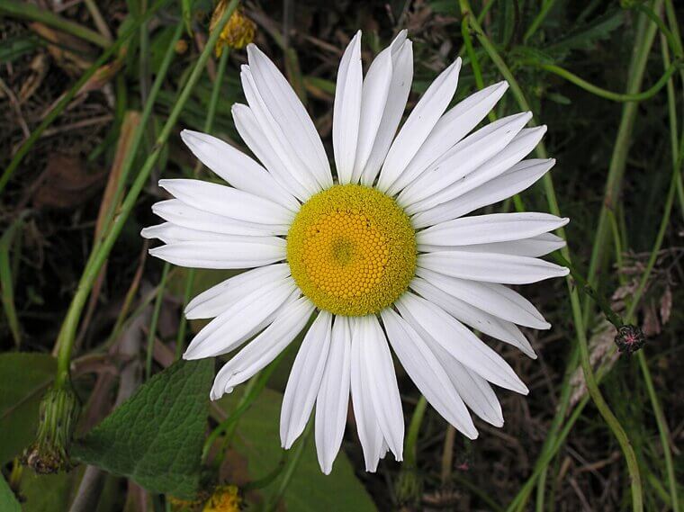 The Swedish "Midsommar" Daisy: A Great Lakes Celebration
