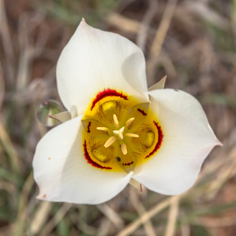 The Mormon "Sego Lily": A Desert Miracle
