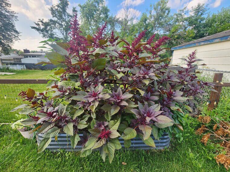 The African "Prince’s Feather" Amaranth: A Legacy of the Lowcountry