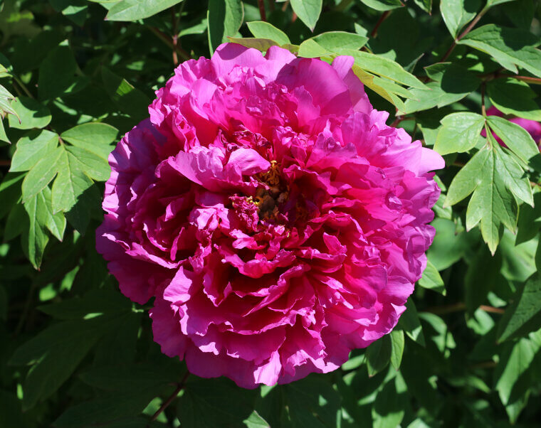 The Chinese "Tree Peony": A Golden Mountain Remembrance