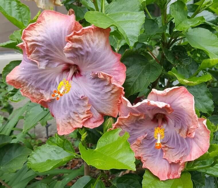 The Mississippi "Creole" Hibiscus: A Gulf Coast Fusion