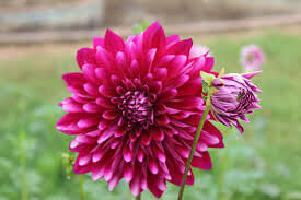 The Mexican "Dahlia": A Pre-Columbian Treasure