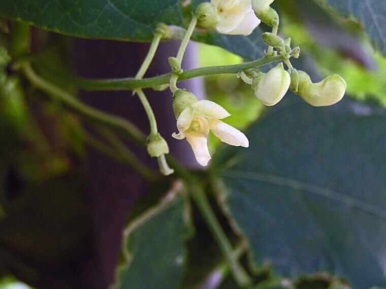 The Southern "Butterbean" Blossom: A Kitchen Garden Staple