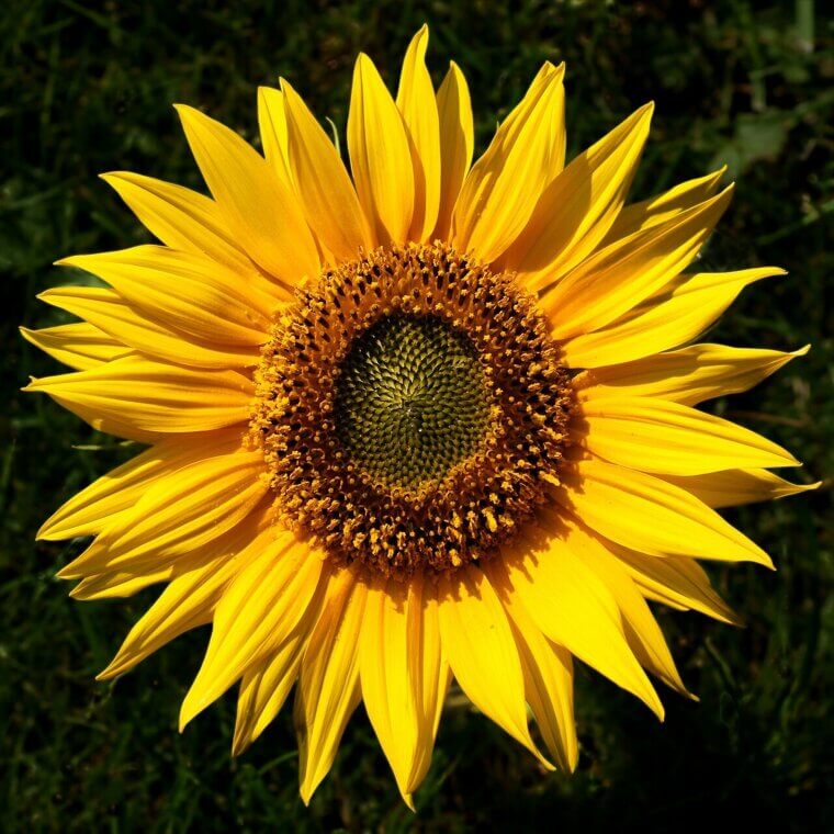 The Native American "Gift of the Sun" Sunflower: A Prairie Guardian