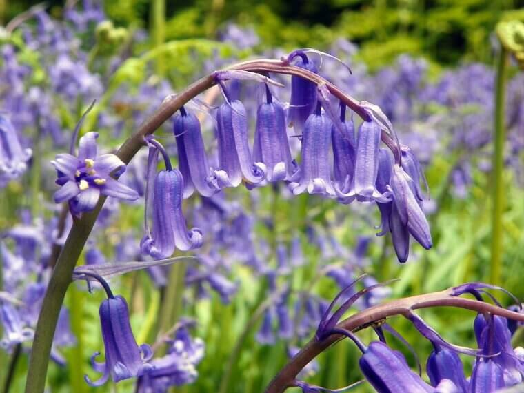 The Scandinavian "Bluebells of Scotland": A Northern Pride