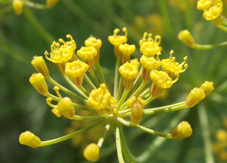 The Polish "Pierogi" Dill Flower: A Chicago Backyard Icon
