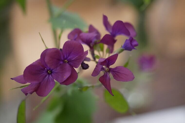 The Quaker "Honesty" Money Plant: A Legacy of Integrity