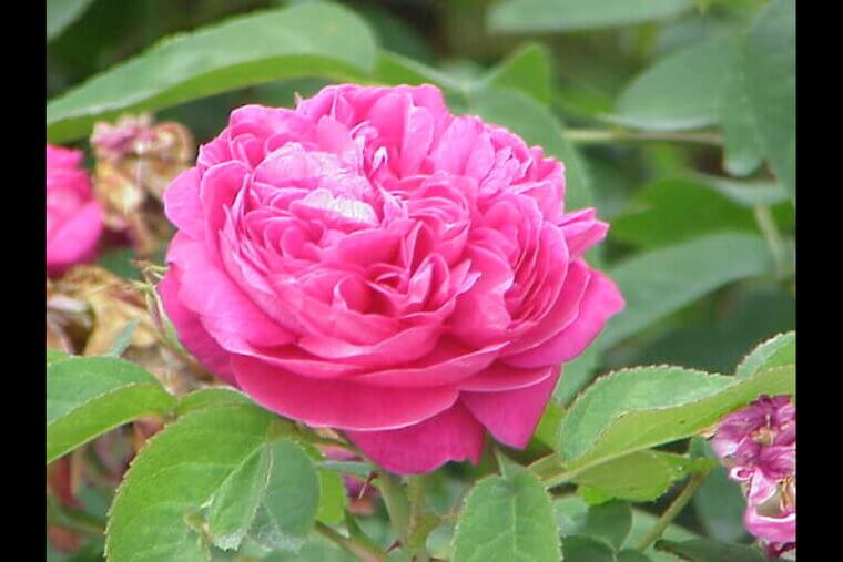 The Spanish Mission Rose: A Fragrant Echo of Old California