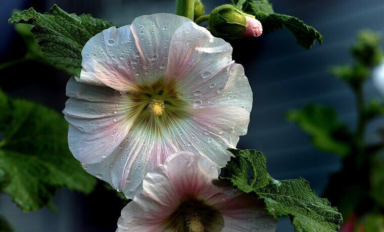The British "Cottage" Hollyhock: A Colonial Border Classic