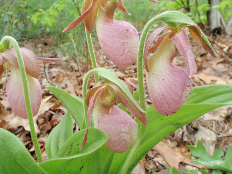 The Ozark "Lady’s Slipper" Orchid: A Mountain Secret