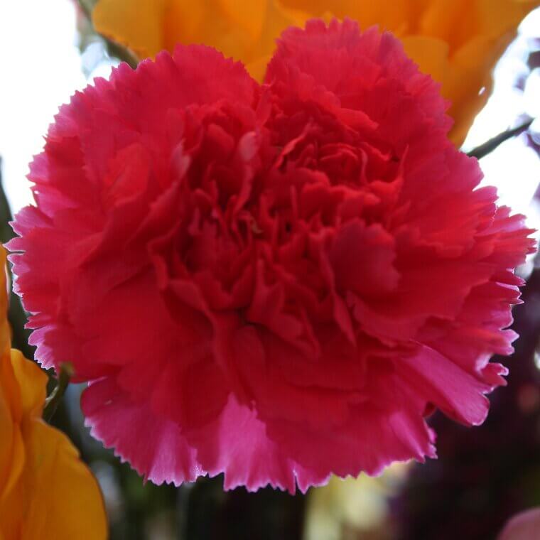 The New York "Old Rose" Carnation: A Garment District Memory