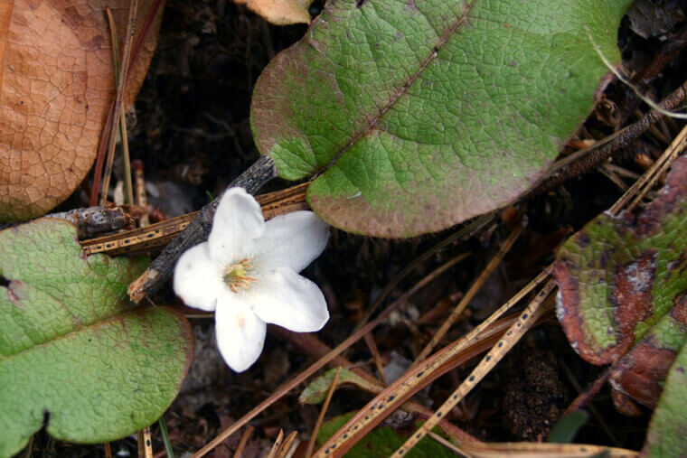 The New England "Mayflower" Arbutus: A Pilgrim’s First Hope