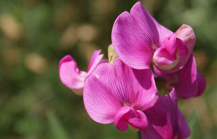 The Irish "Lace" Sweet Pea: A Memory of the Emerald Isle
