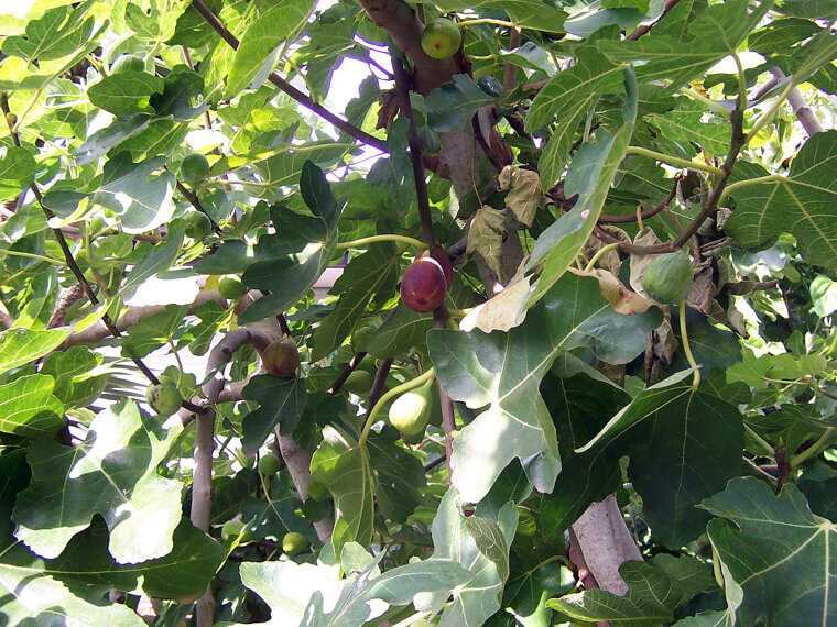 The Italian "Nonno’s" Fig Tree Blossom: An Urban Heritage