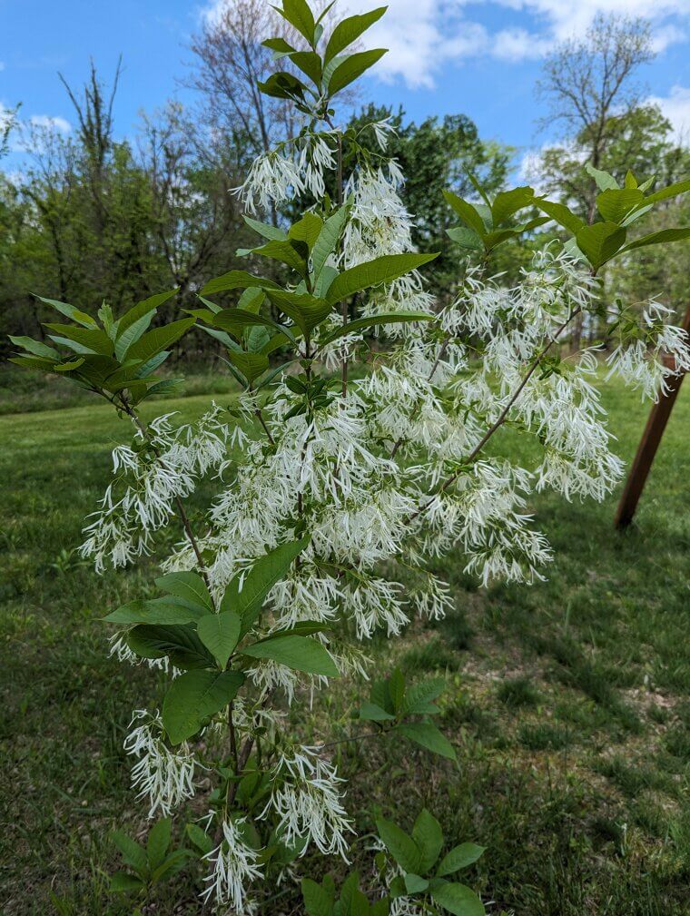 The Appalachian "Old Man’s Beard" Fringe Tree: A Mountain Legacy