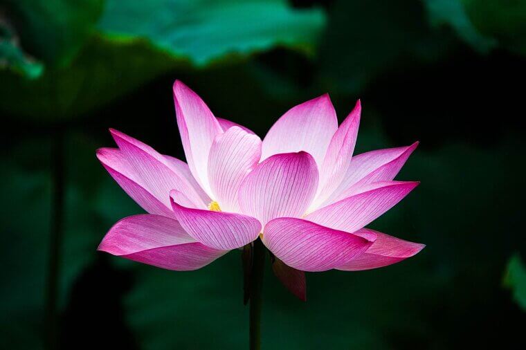 The Vietnamese "Lotus" of the Gulf: A Modern Heritage