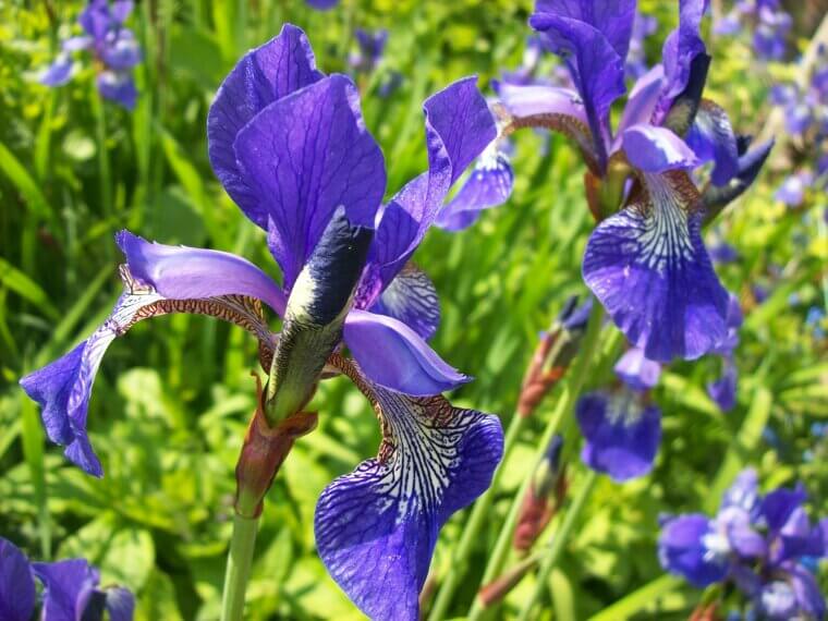 The African American "Haint Blue" Iris: A Lowcountry Guardian