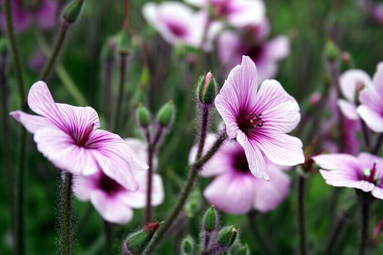 The Portuguese "Madeira" Geranium: A Whaling Port Legacy