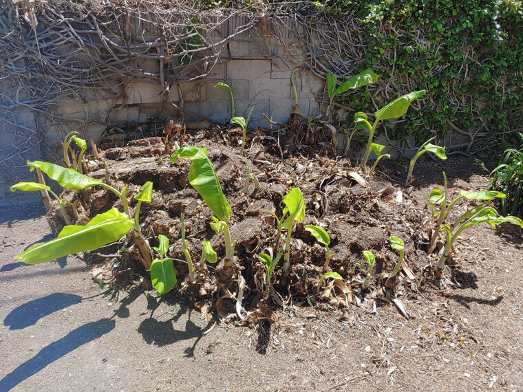 It Helps Strengthen Roots Before Winter