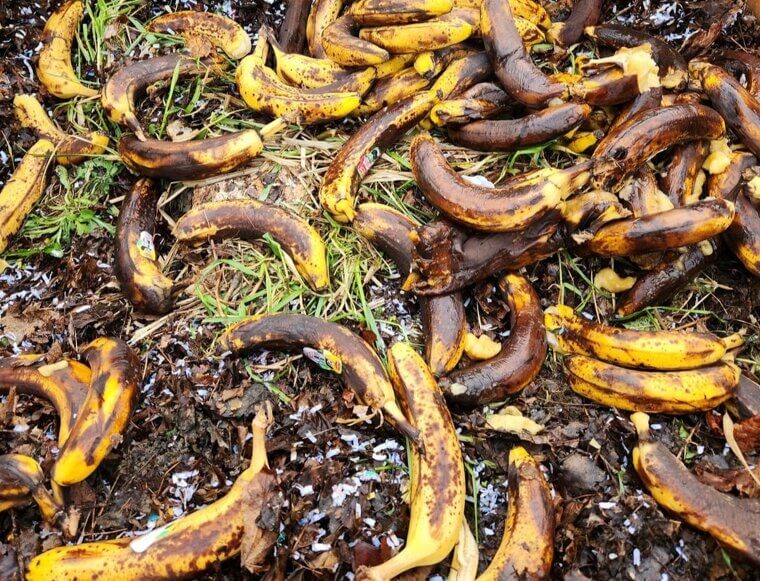 Bananas Feed the Soil Naturally