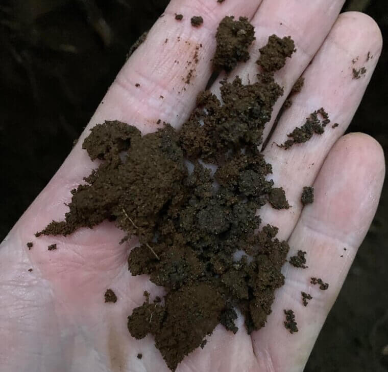 Bananas Attract Earthworms (in a Good Way)