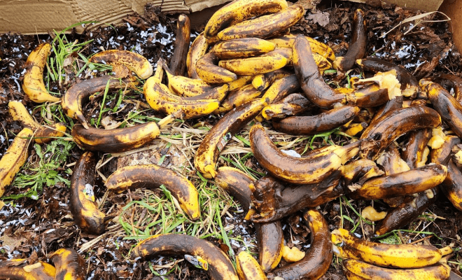 Why Putting a Banana in Your Yard Is the Best Thing You Can Do This November