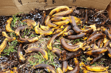 Why Putting a Banana in Your Yard Is the Best Thing You Can Do This November