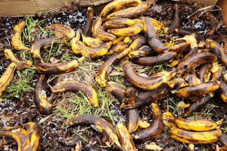 Why Putting a Banana in Your Yard Is the Best Thing You Can Do This November