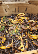 Why Putting a Banana in Your Yard Is the Best Thing You Can Do This November