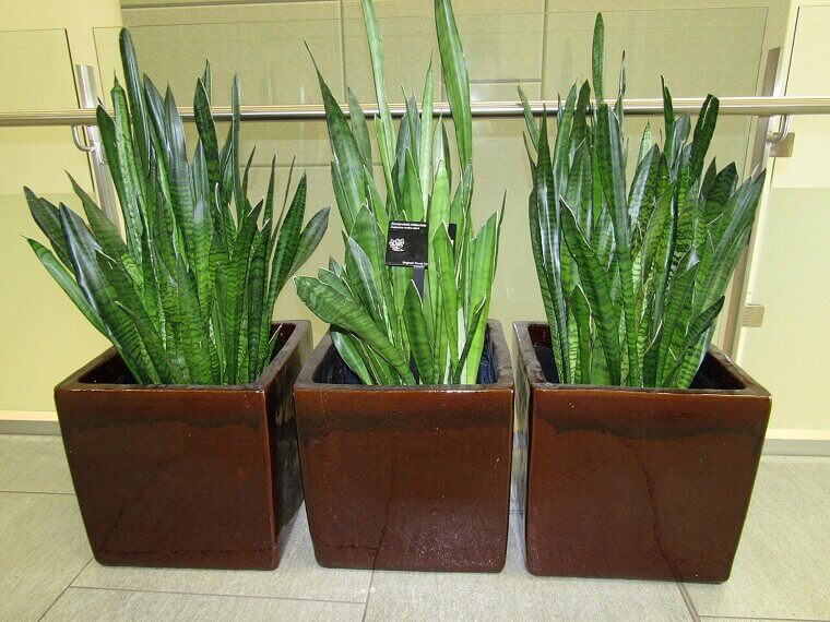 A Living "Oxygen Bar" of Snake Plants for Nighttime Clarity