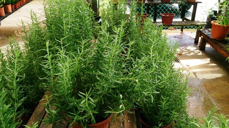 The "Aromatic Anchor" With Rosemary-Scented Entryways
