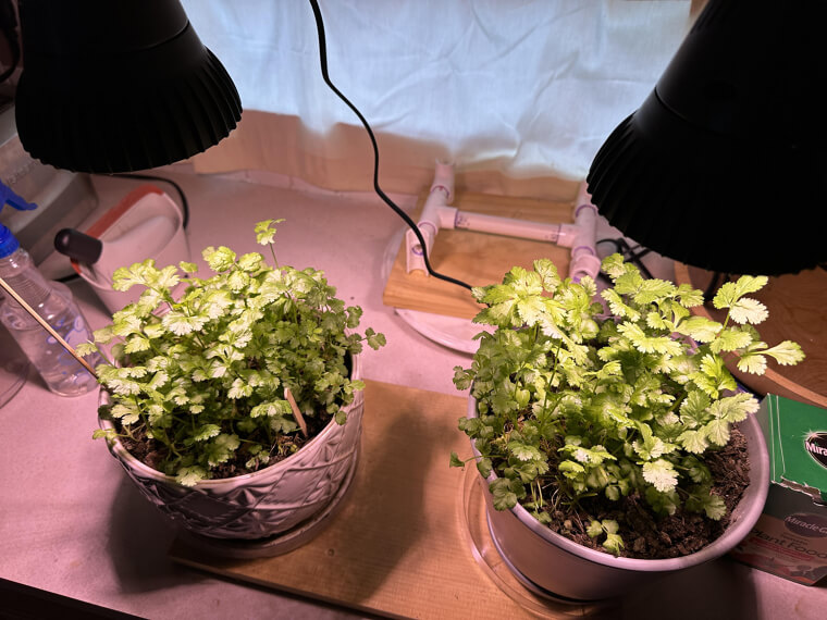 The "Herb Garden" Windowsill for Sensory Synergy