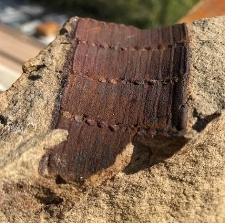 Because Fossils Are Cool