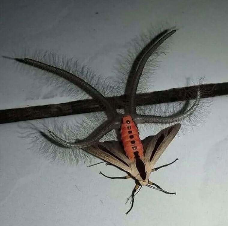 Spiders Have Evolved A Bit Too Much!