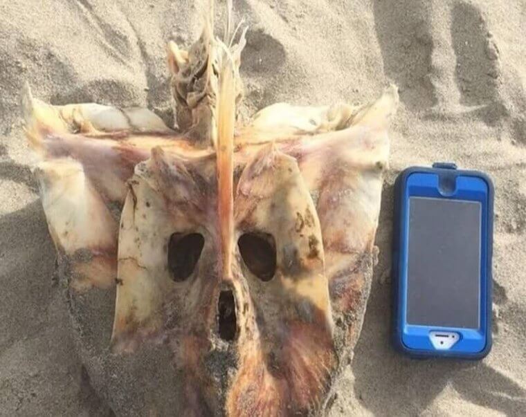 Looks Like Someone Found A Demon Skull On The Beach