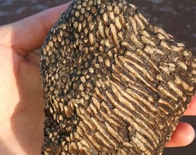 Throw It Back... Into The Fire