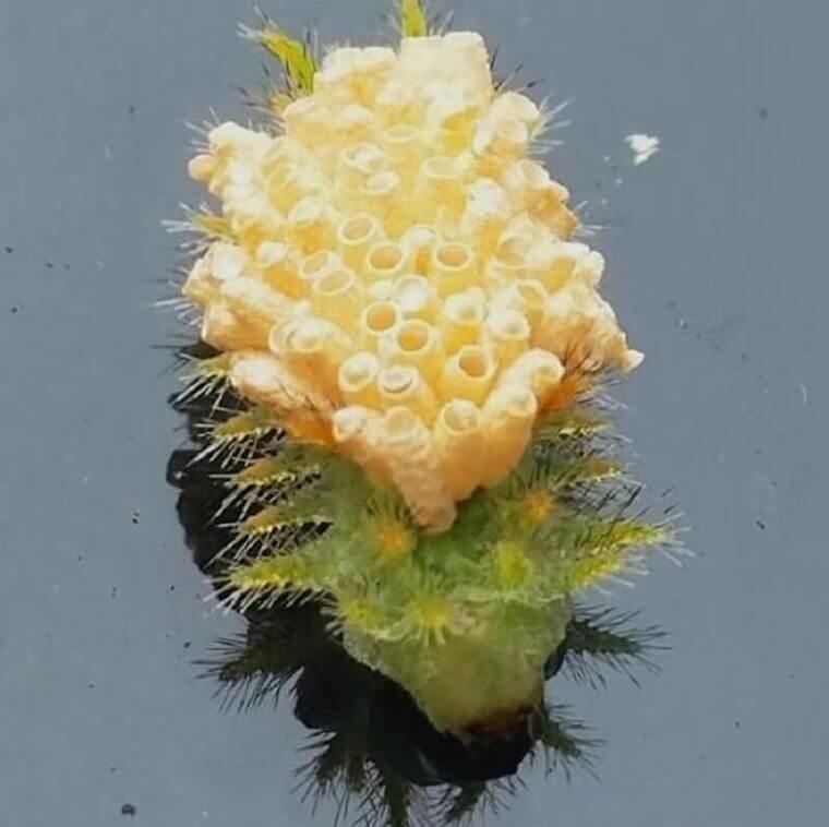 We Wouldn't Touch It Even With A Stick