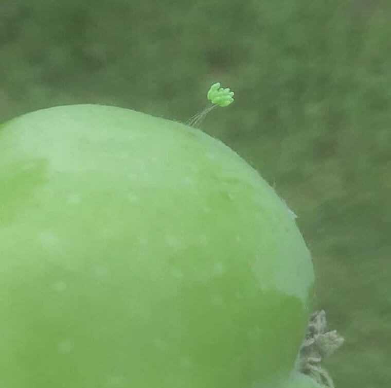 An Apple A Day... Increases Your Internet Stay