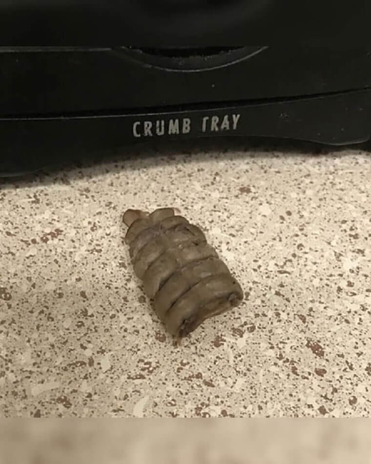 More Than A Rat Problem