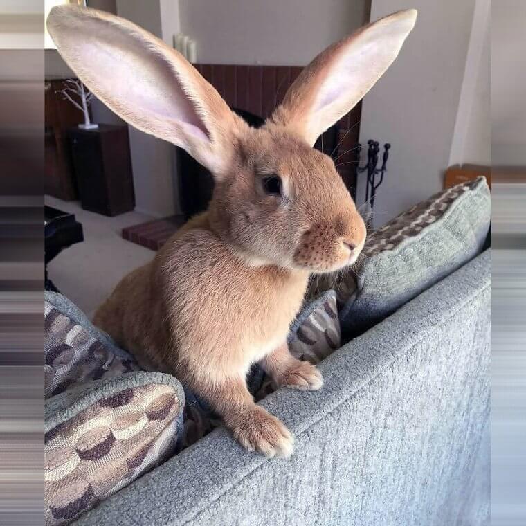 Did Someone Say "Carrot? "