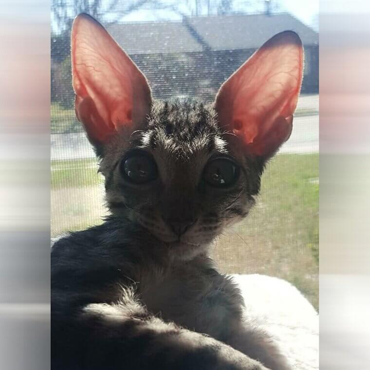 Cat or Bat?