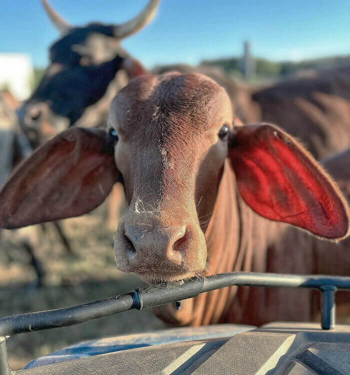 Cow or Goat?