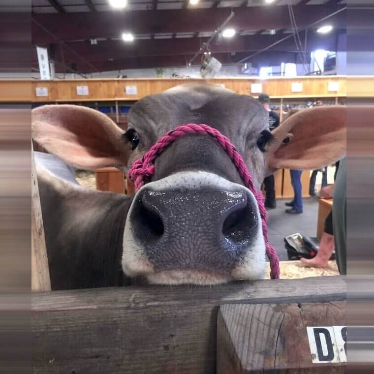 Maybe It's Moobelline!